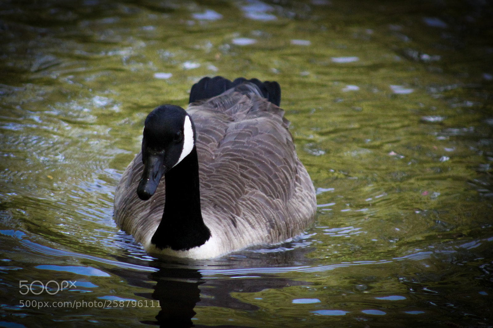 Canon EOS 500D (EOS Rebel T1i / EOS Kiss X3) sample photo. Clove lakes park iii photography