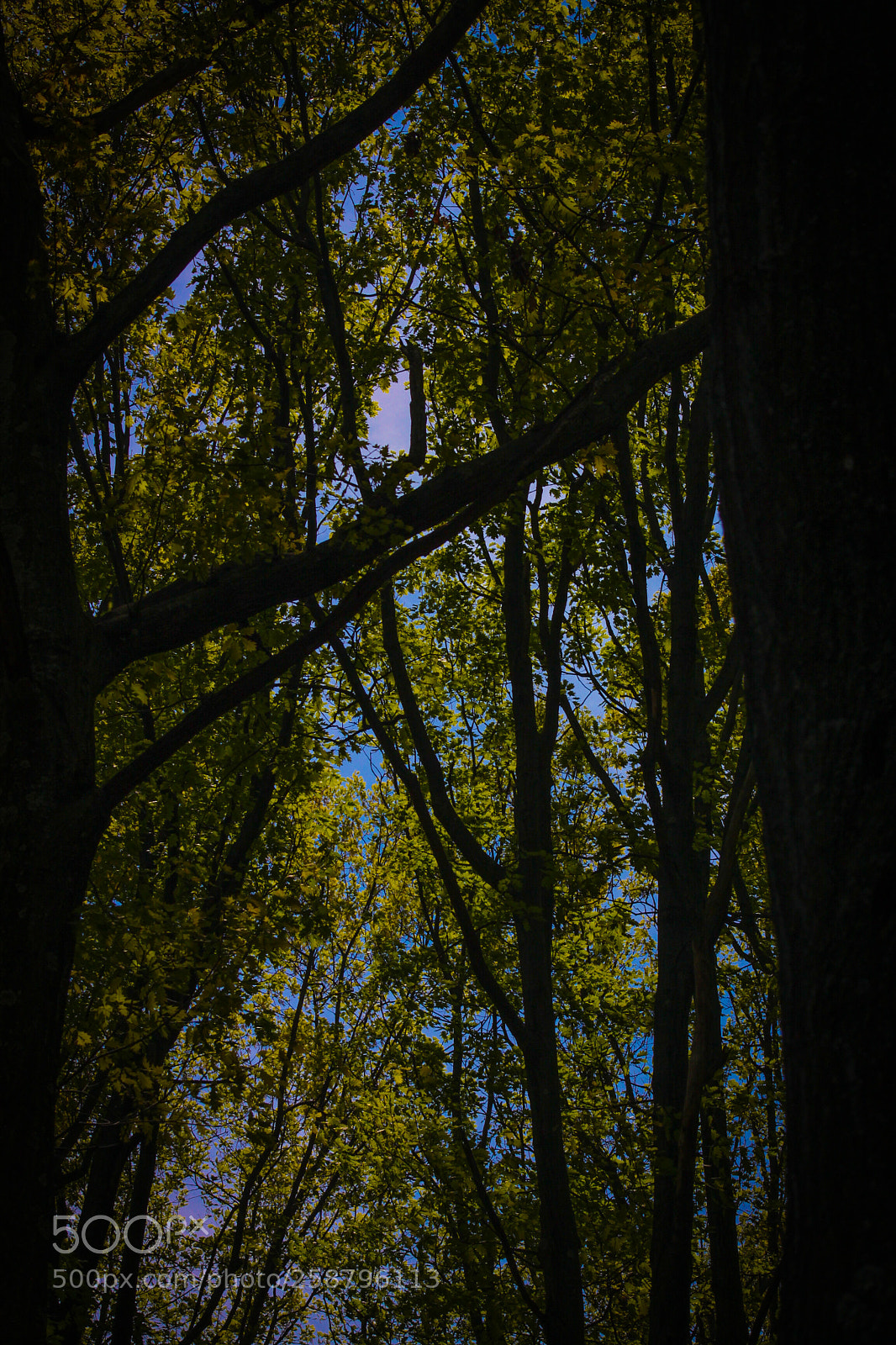 Canon EOS 500D (EOS Rebel T1i / EOS Kiss X3) sample photo. Light shadows at clove photography
