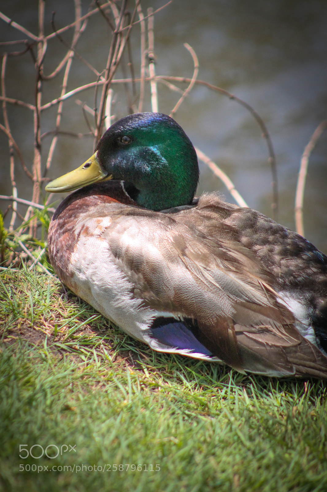 Canon EOS 500D (EOS Rebel T1i / EOS Kiss X3) sample photo. Clove lakes park iv photography