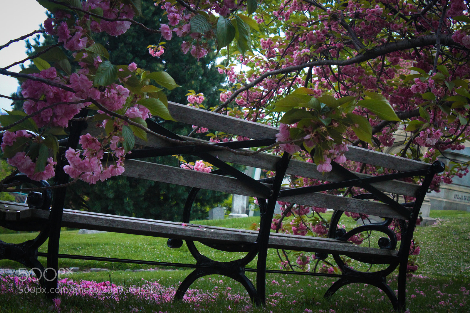 Canon EOS 500D (EOS Rebel T1i / EOS Kiss X3) sample photo. Reflection at greenwood photography