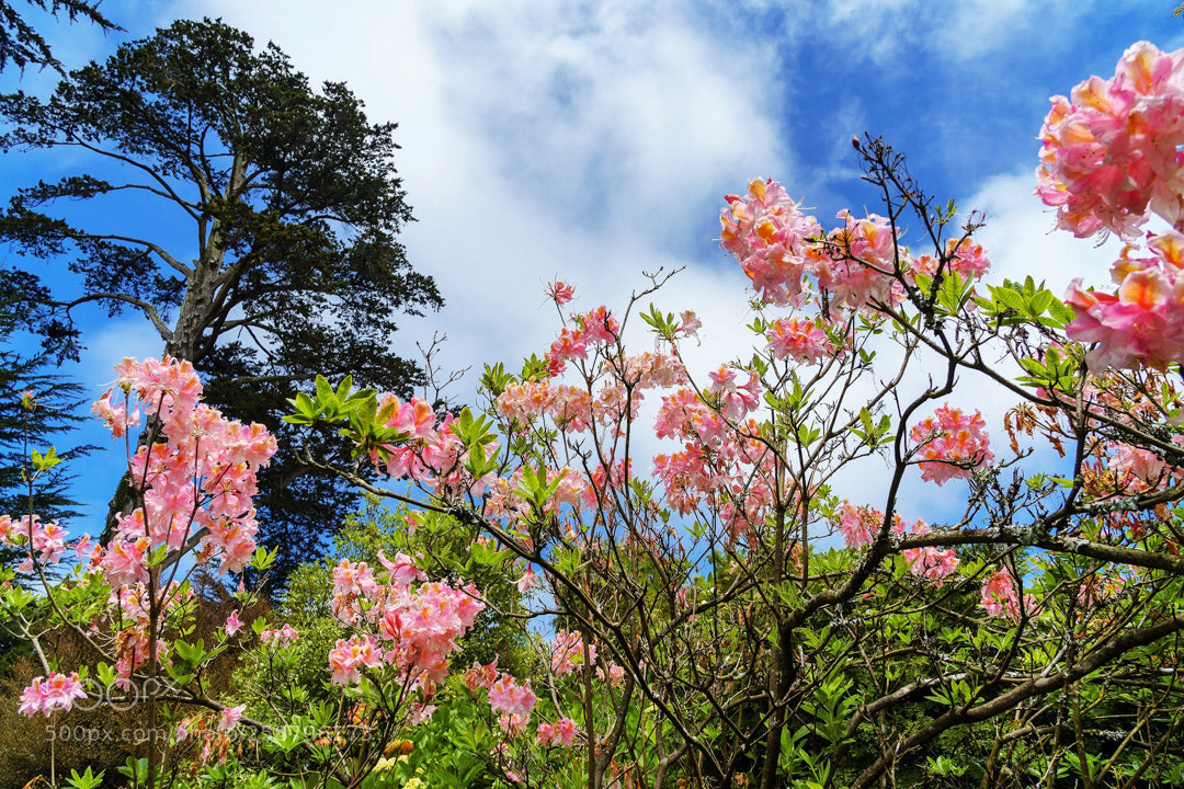 Sony a6300 sample photo. Rhododendrons in spring photography