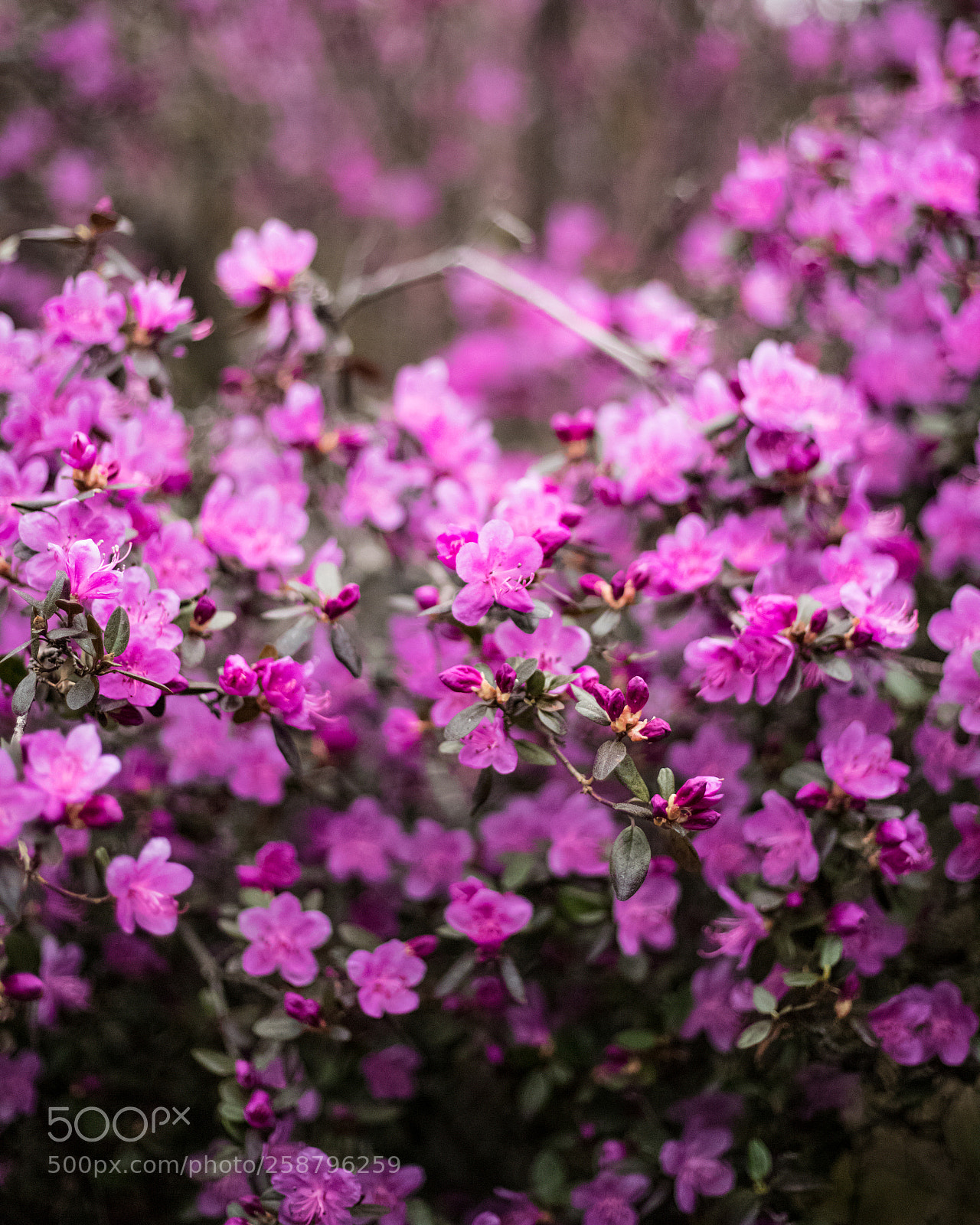 Canon EOS 6D Mark II sample photo. Flowers of mountain altai photography