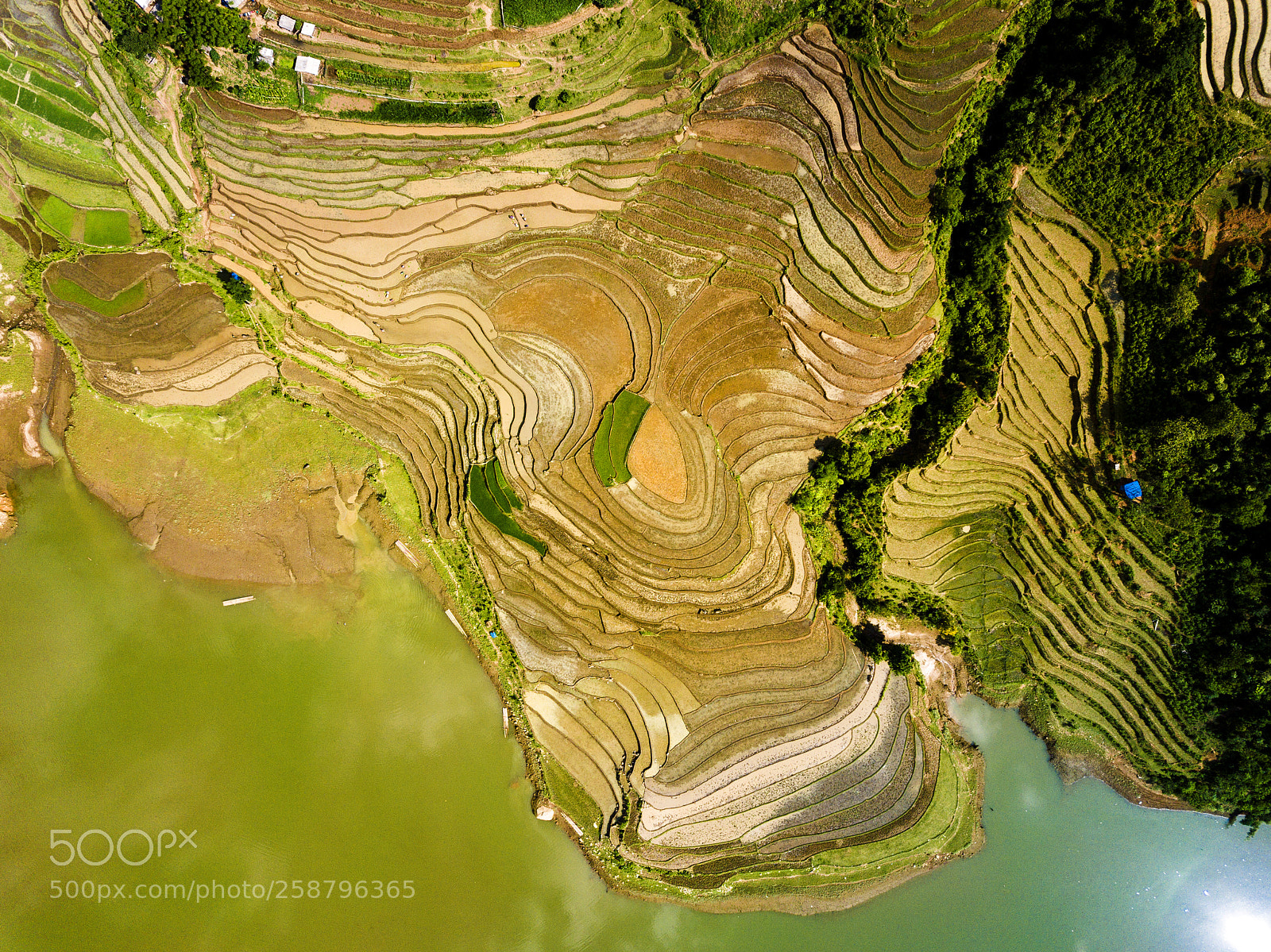 DJI FC220 sample photo. Rice terraces viewed from photography