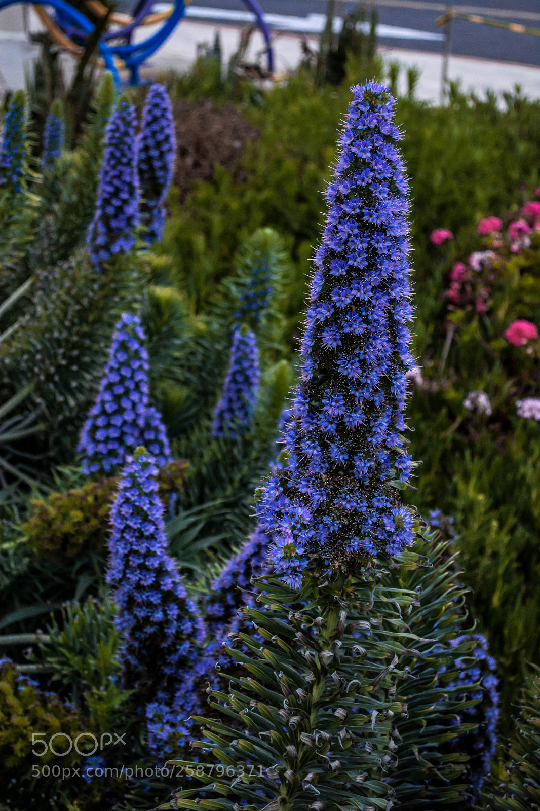 Nikon D5200 sample photo. Purple plants photography