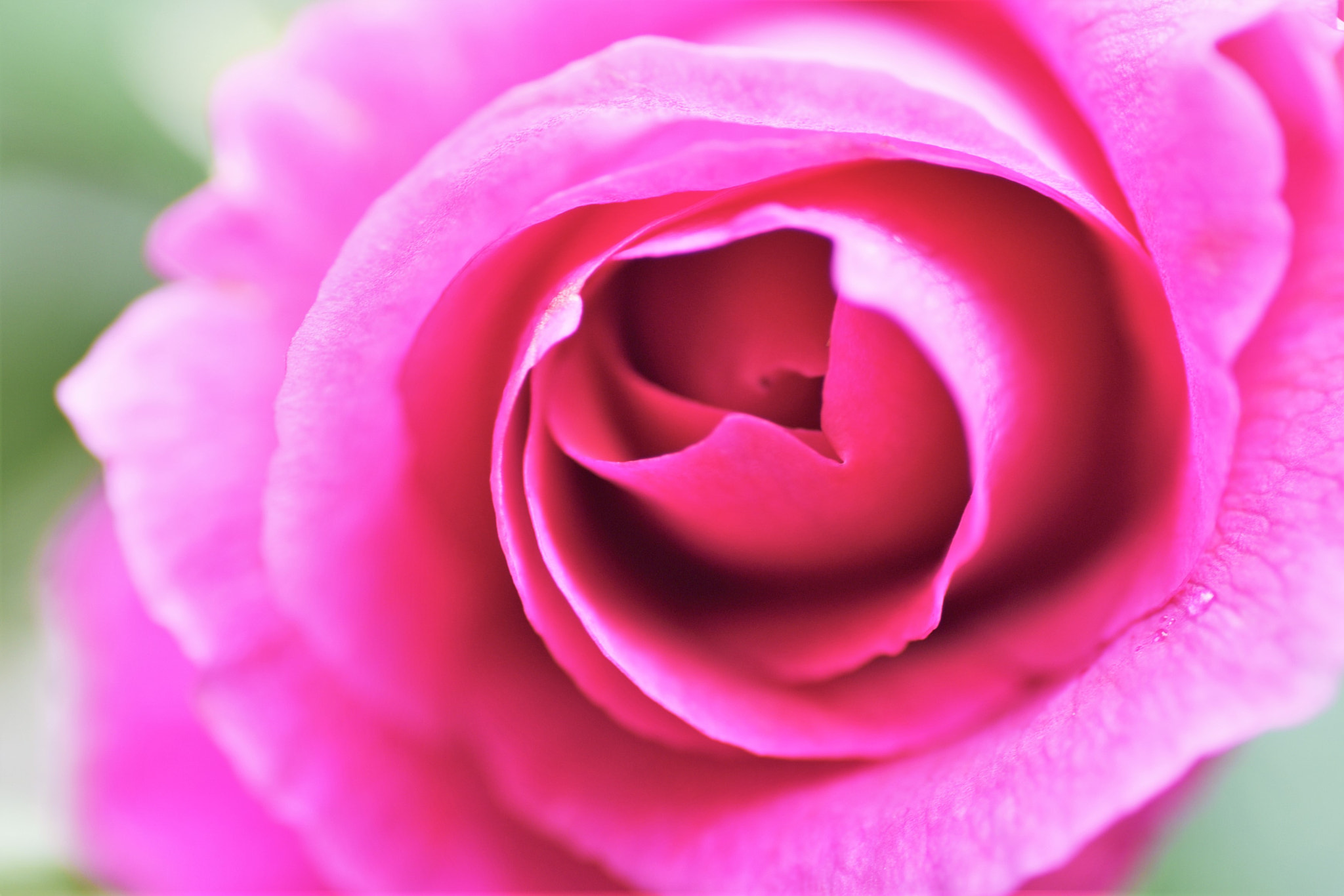 Nikon D750 sample photo. Sweet whisper♪ photography