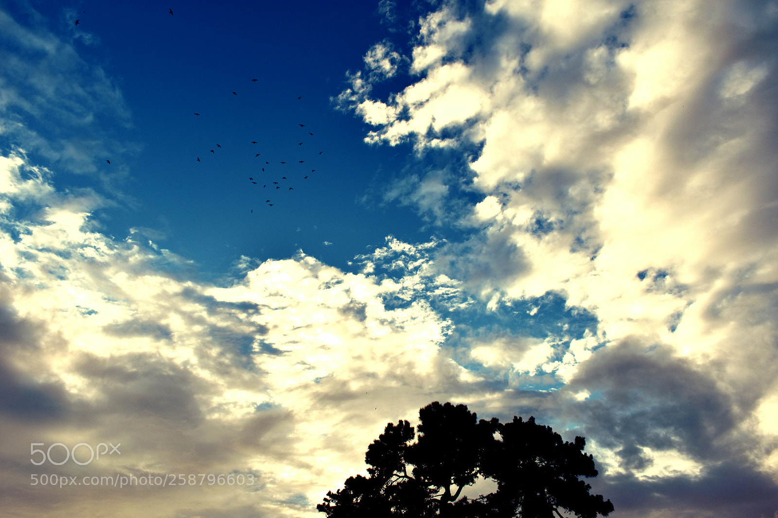 Nikon D3400 sample photo. Birds in benign blue photography