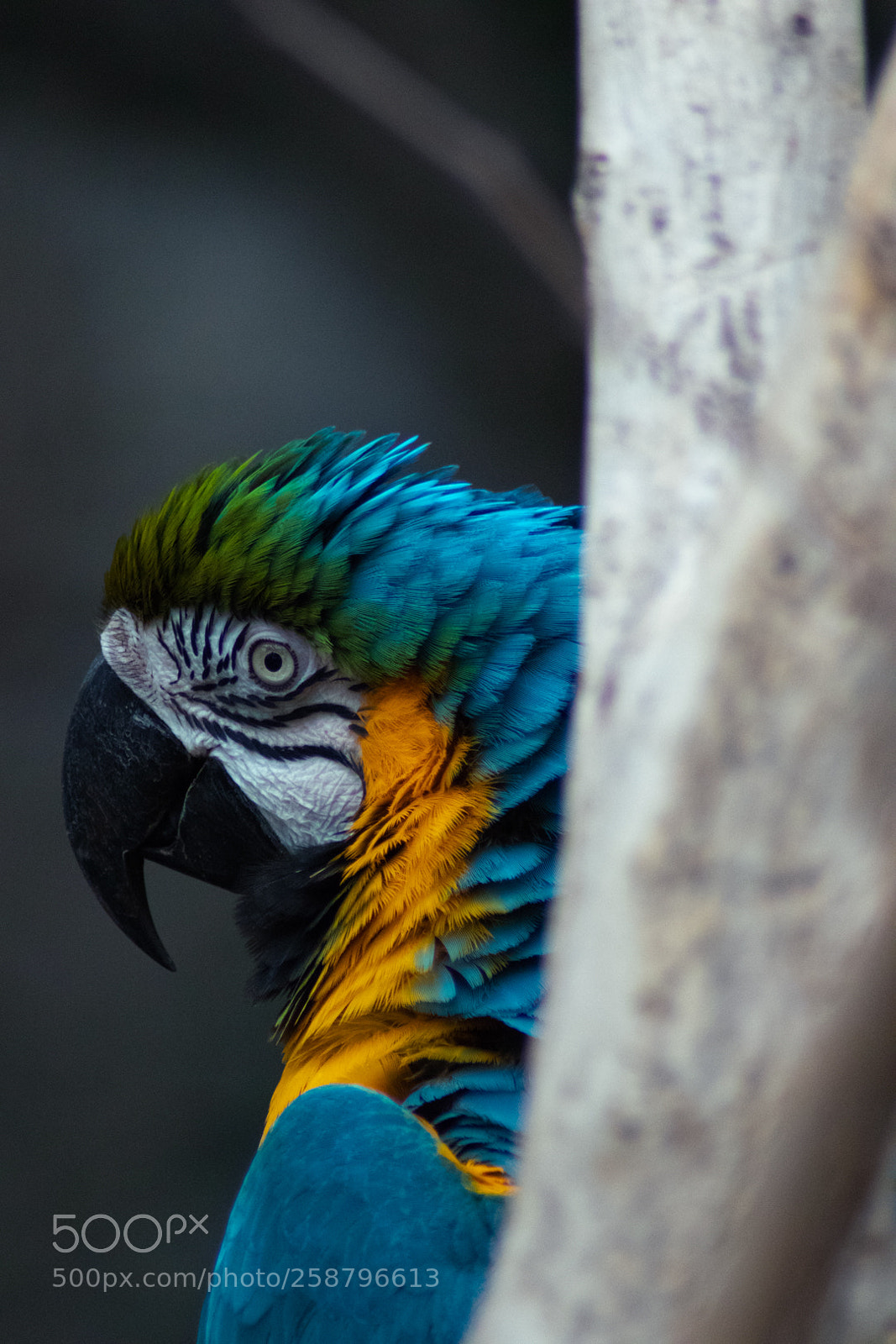 Canon EOS 77D (EOS 9000D / EOS 770D) sample photo. Wild life photography