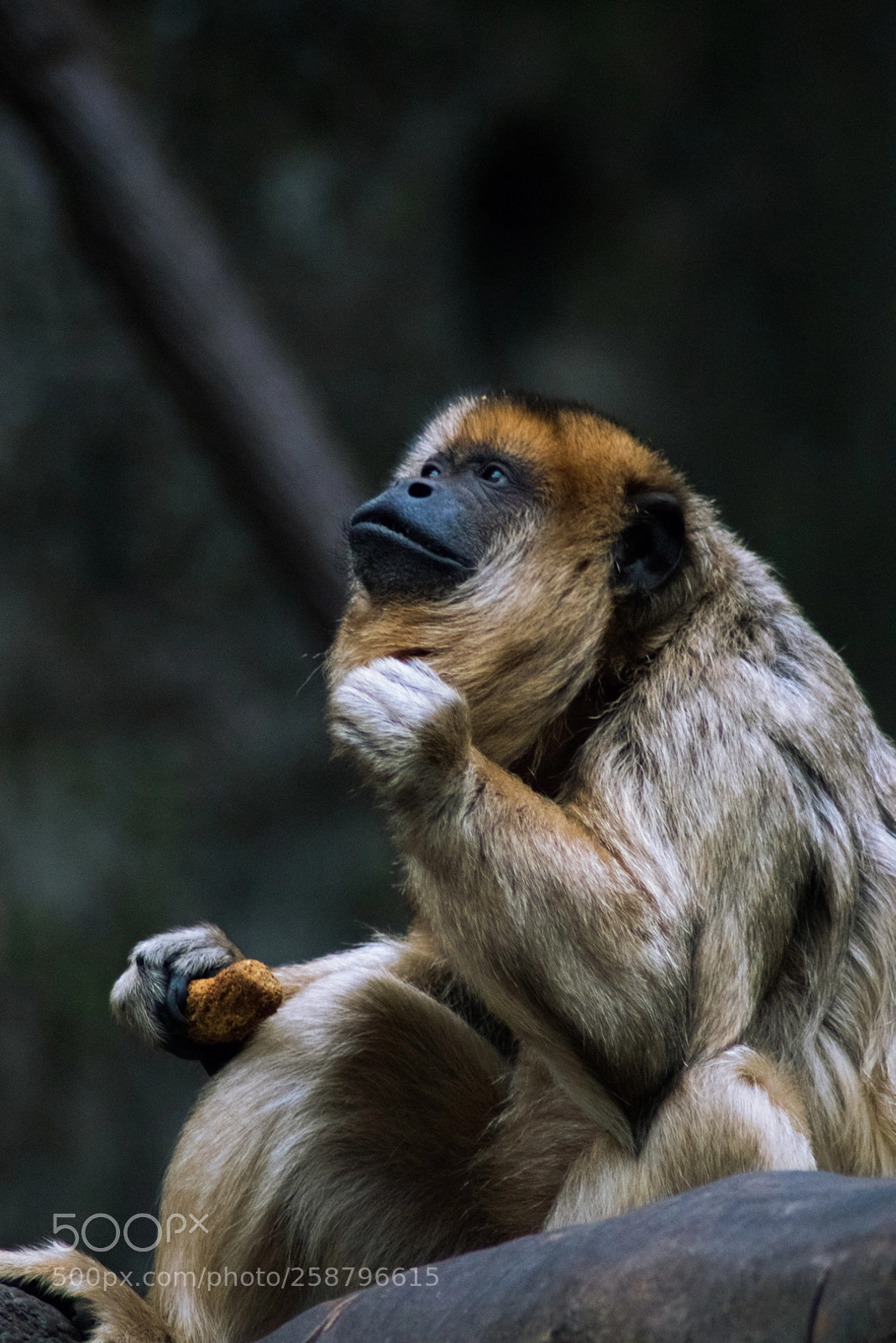 Canon EOS 77D (EOS 9000D / EOS 770D) sample photo. Wild life photography