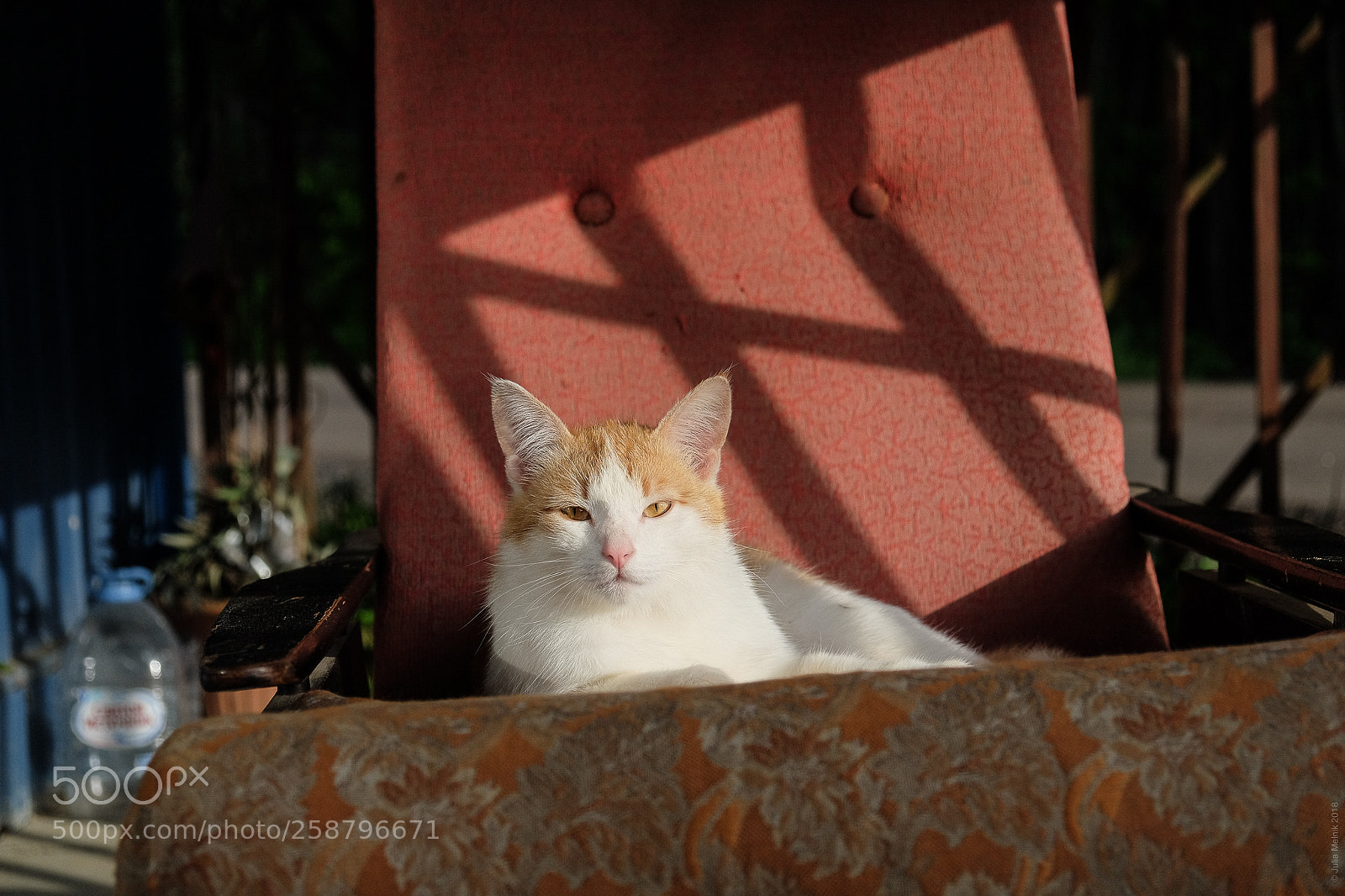 Fujifilm X-T10 sample photo. The boss photography