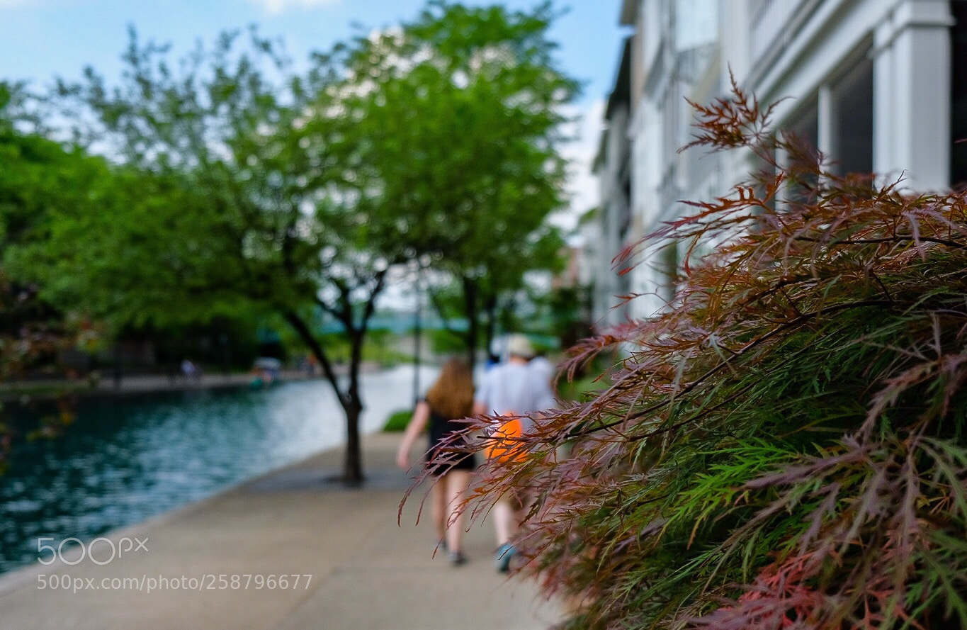 Fujifilm X-H1 sample photo. Leaves, canal walk, indy photography