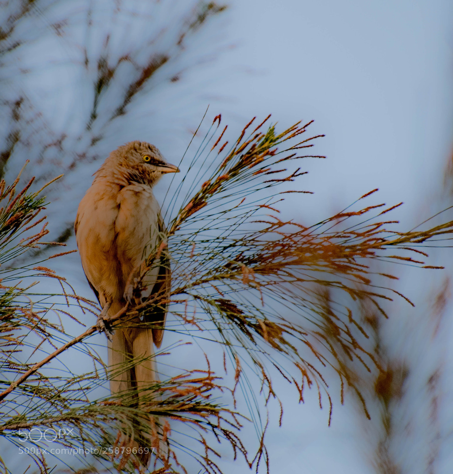 Nikon D850 sample photo. Focus photography