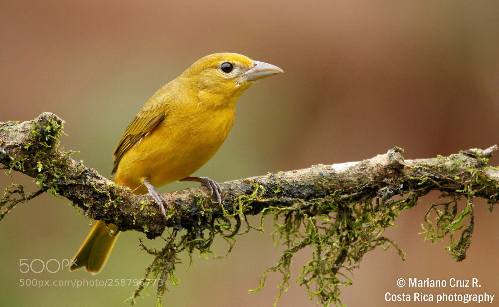 Canon EOS 7D sample photo. Summer tanager photography