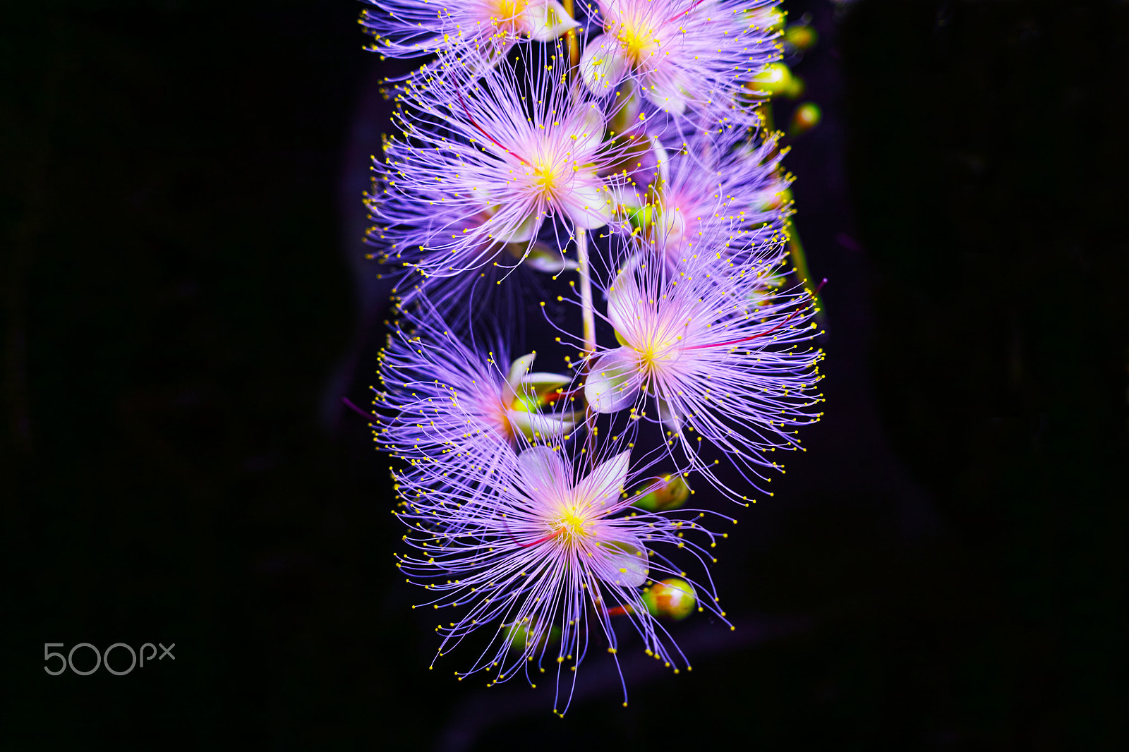 Sigma DP1 Merrill sample photo. Barringtonia racemosa photography