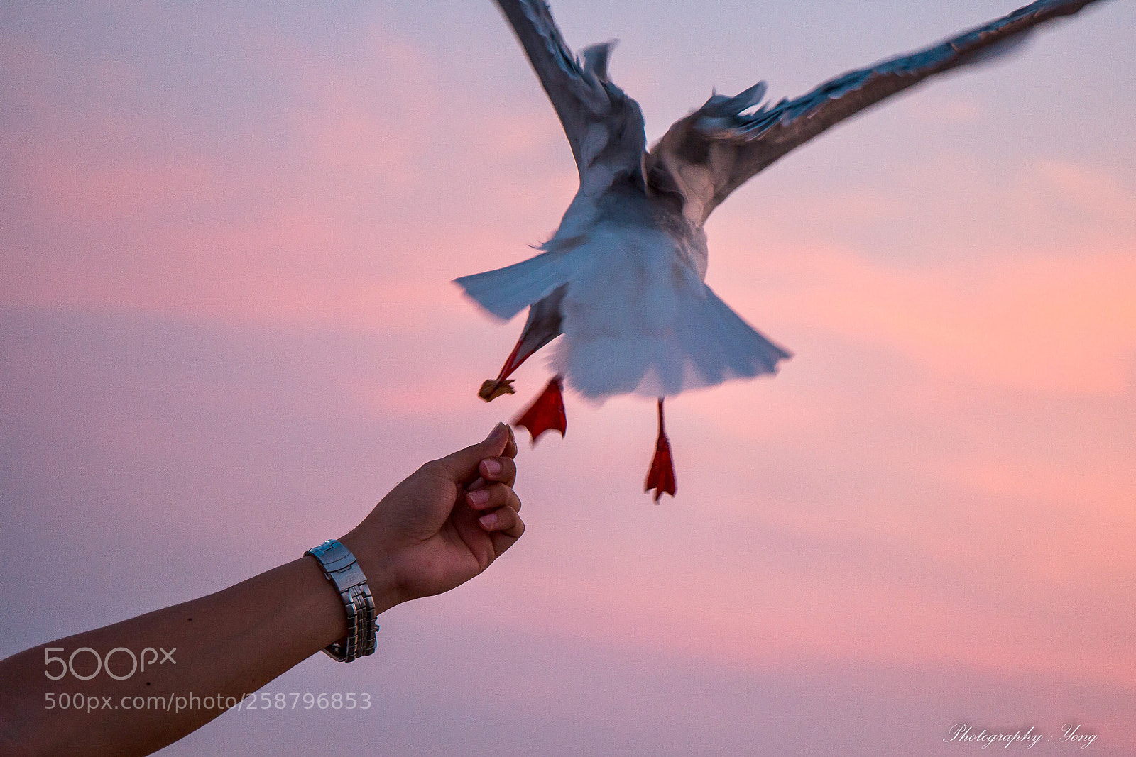 Canon EOS 6D sample photo. Seagull photography