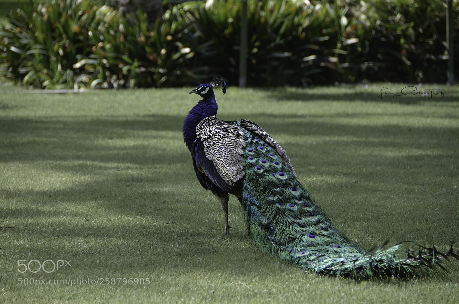 Nikon D5100 sample photo. Peacock photography