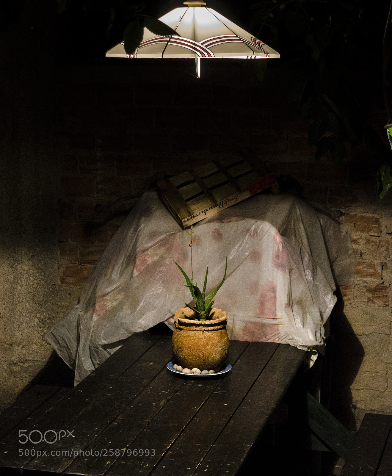 Nikon D7000 sample photo. Outdoor backyard photography