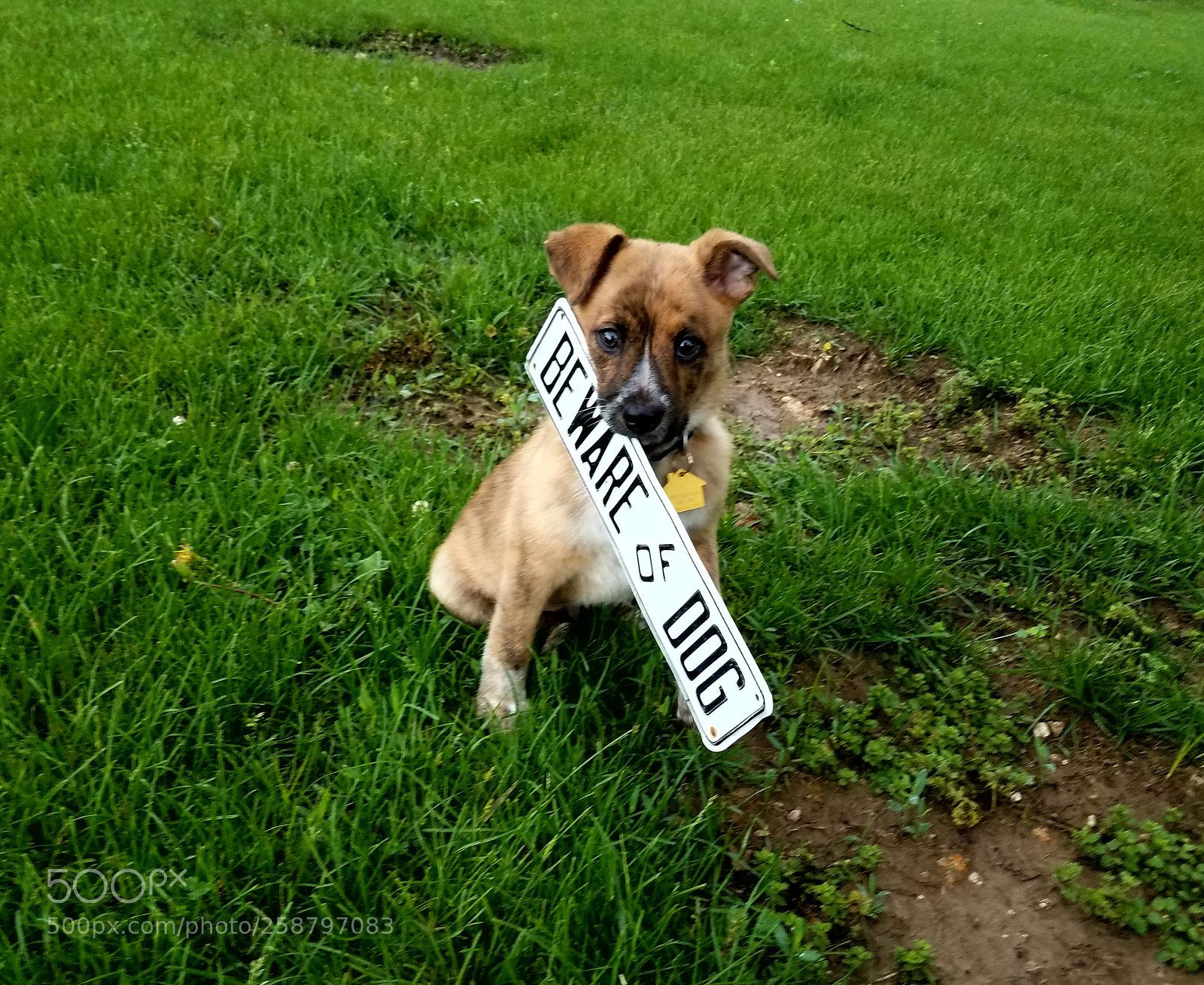 Samsung Galaxy S7 sample photo. Beware of puppy photography