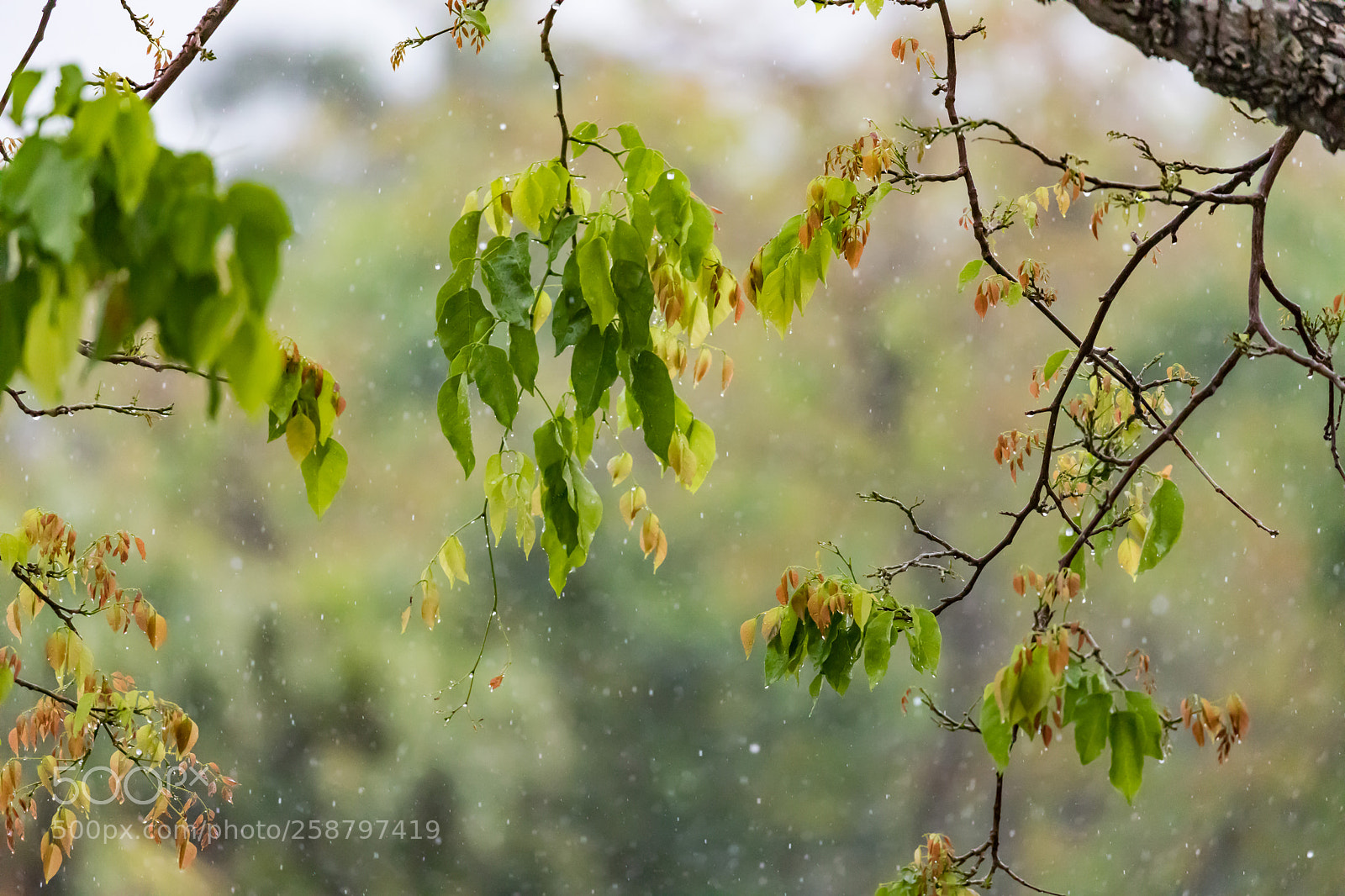 Canon EOS 5D Mark IV sample photo. Rain storm photography