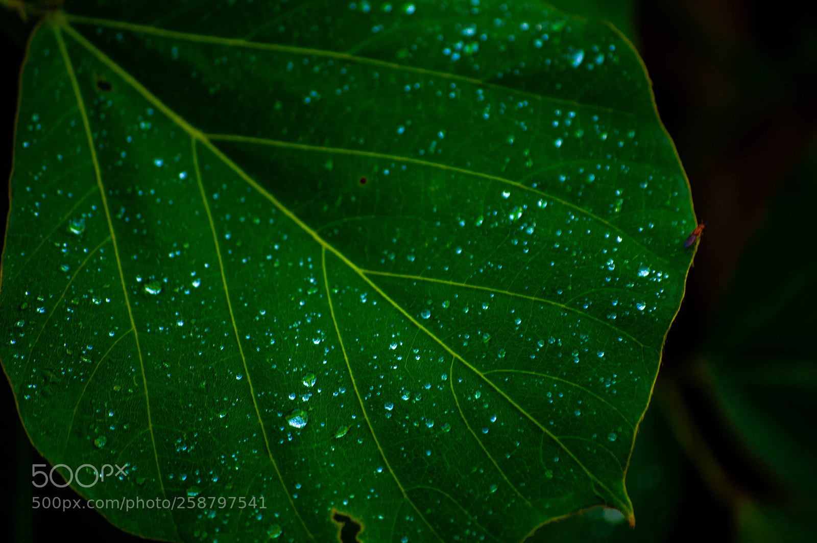 Nikon D90 sample photo. Raindrops on leaf photography