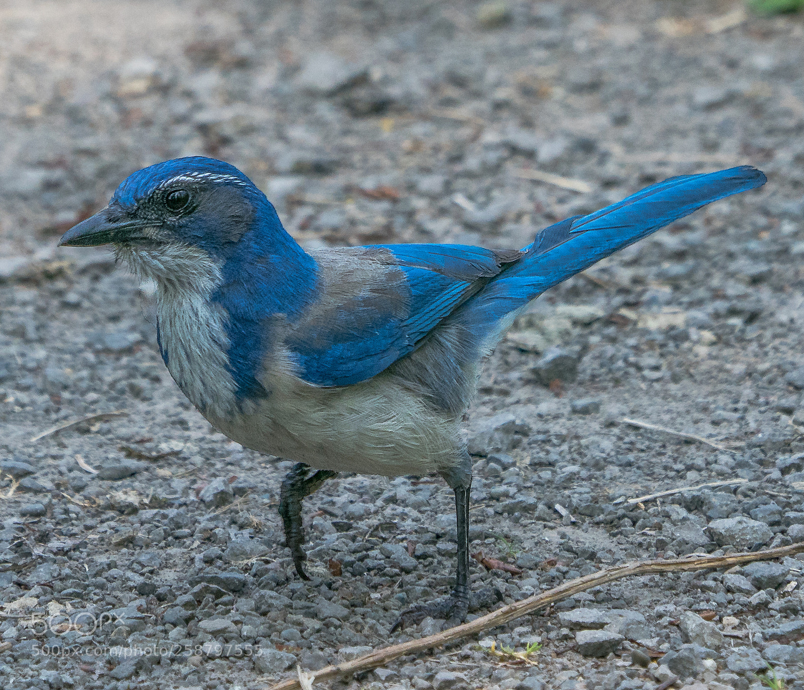 Sony a9 sample photo. Why fly? photography