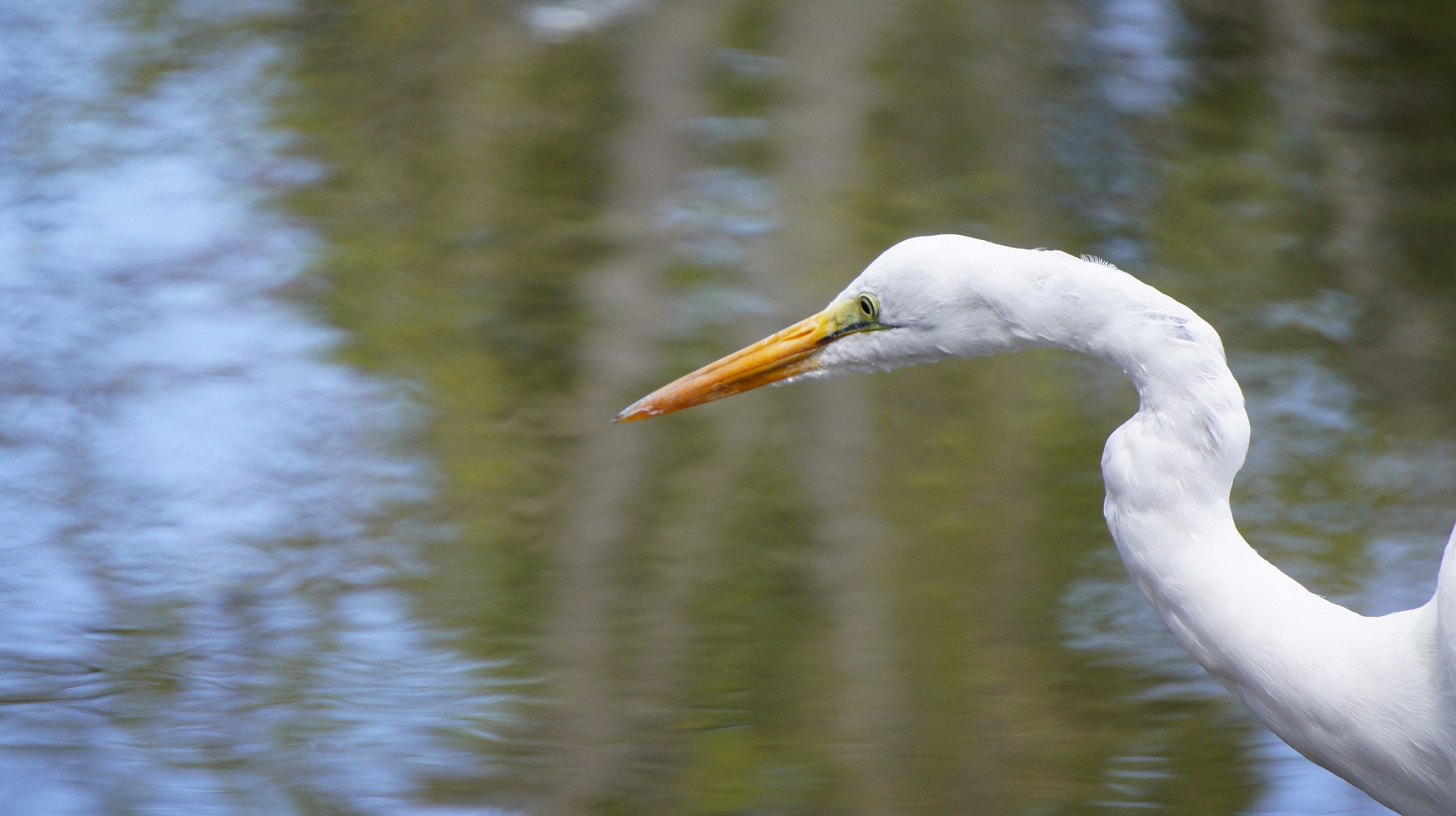 Sony Alpha NEX-5 + Sony E 55-210mm F4.5-6.3 OSS sample photo. That's my fish! photography