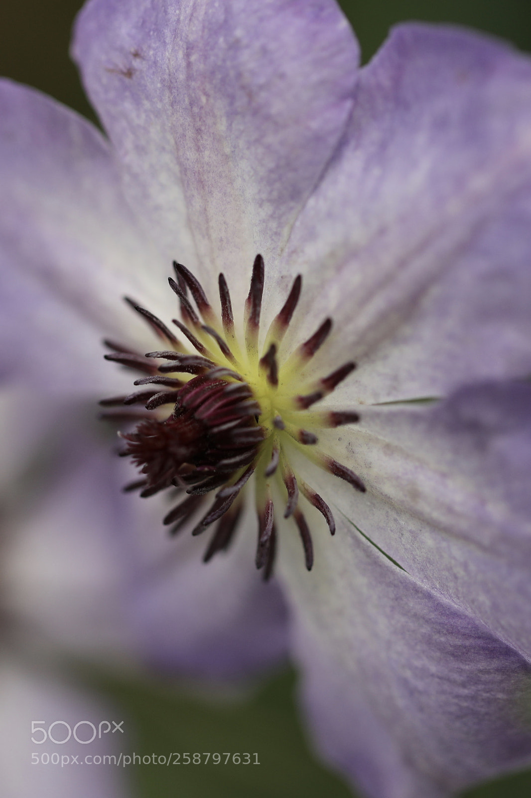 Canon EOS 5D Mark IV sample photo. 铁线莲 photography