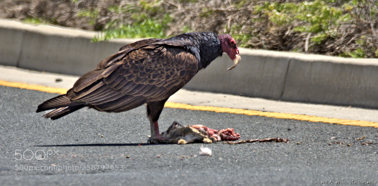 Nikon D7200 sample photo. Turkey vulture gotta eat photography