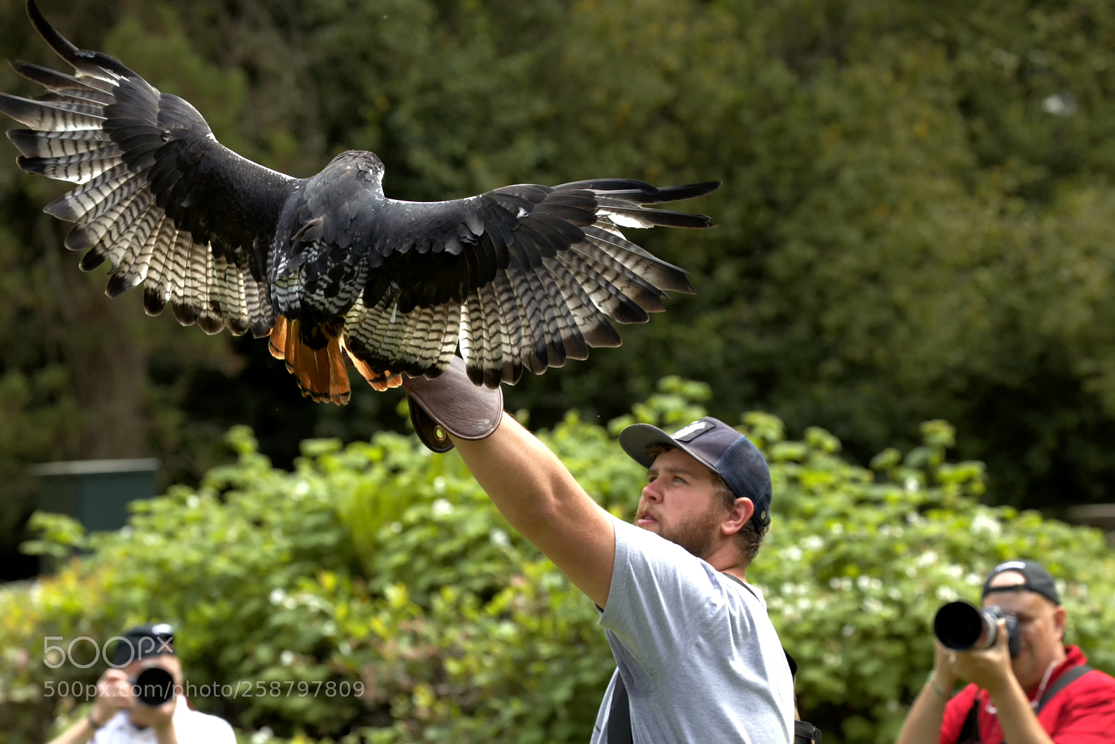 Canon EOS 5D Mark IV sample photo. The falconer photography
