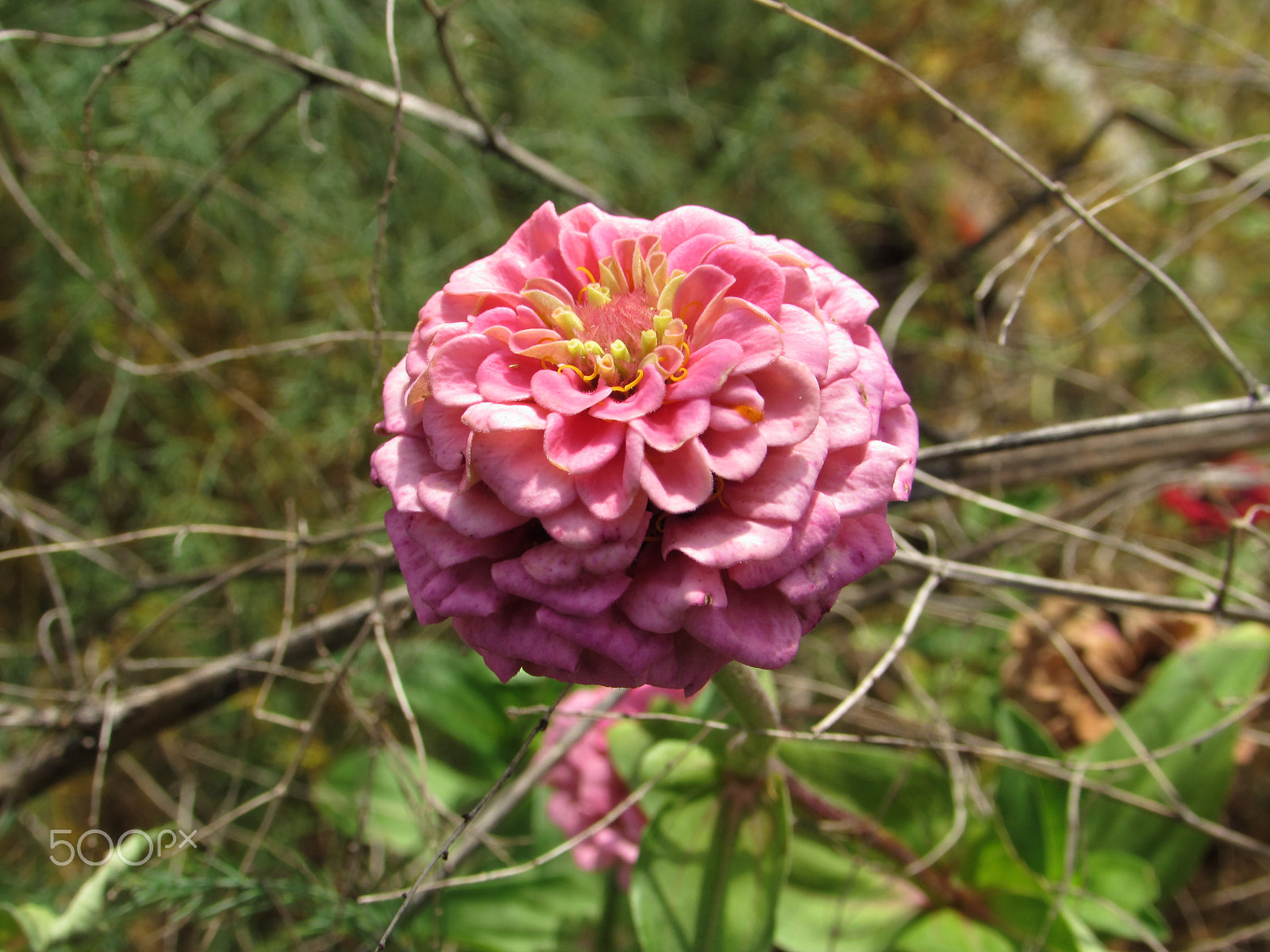 Canon PowerShot SX510 HS sample photo. Up-close zinnia photography
