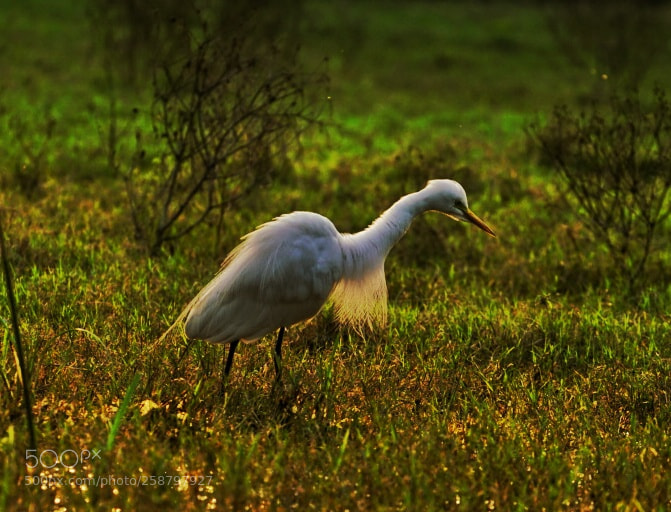 Sony a7R II sample photo. Great egret! photography