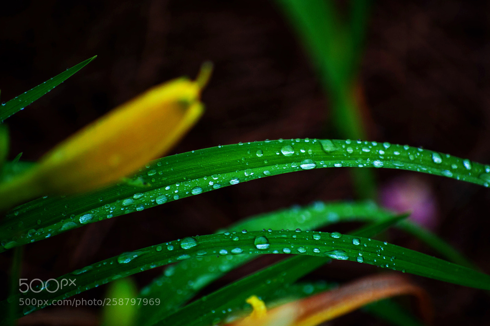 Nikon D90 sample photo. Raindrops photography