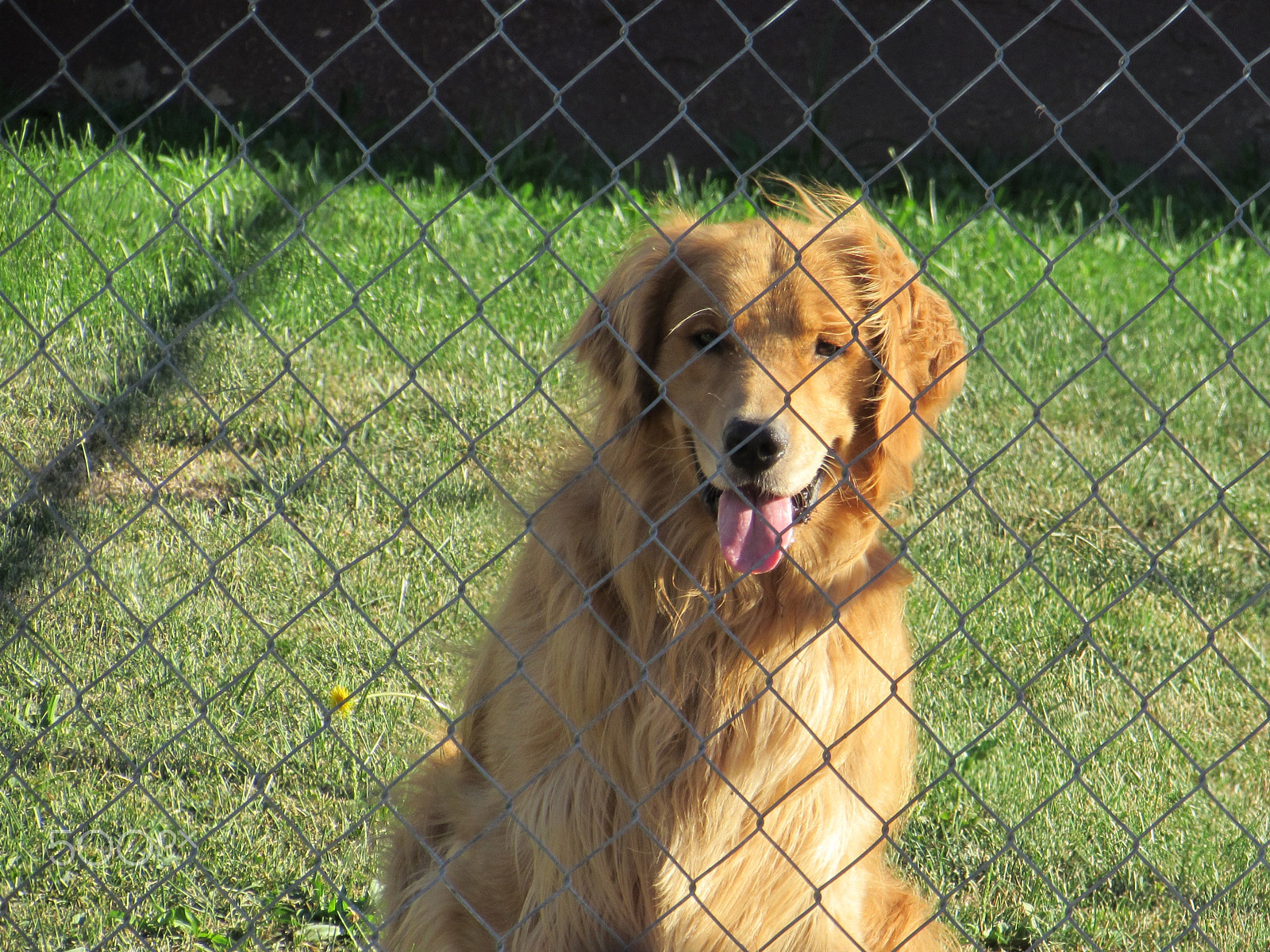 Canon PowerShot SX510 HS sample photo. Close up of my dog photography
