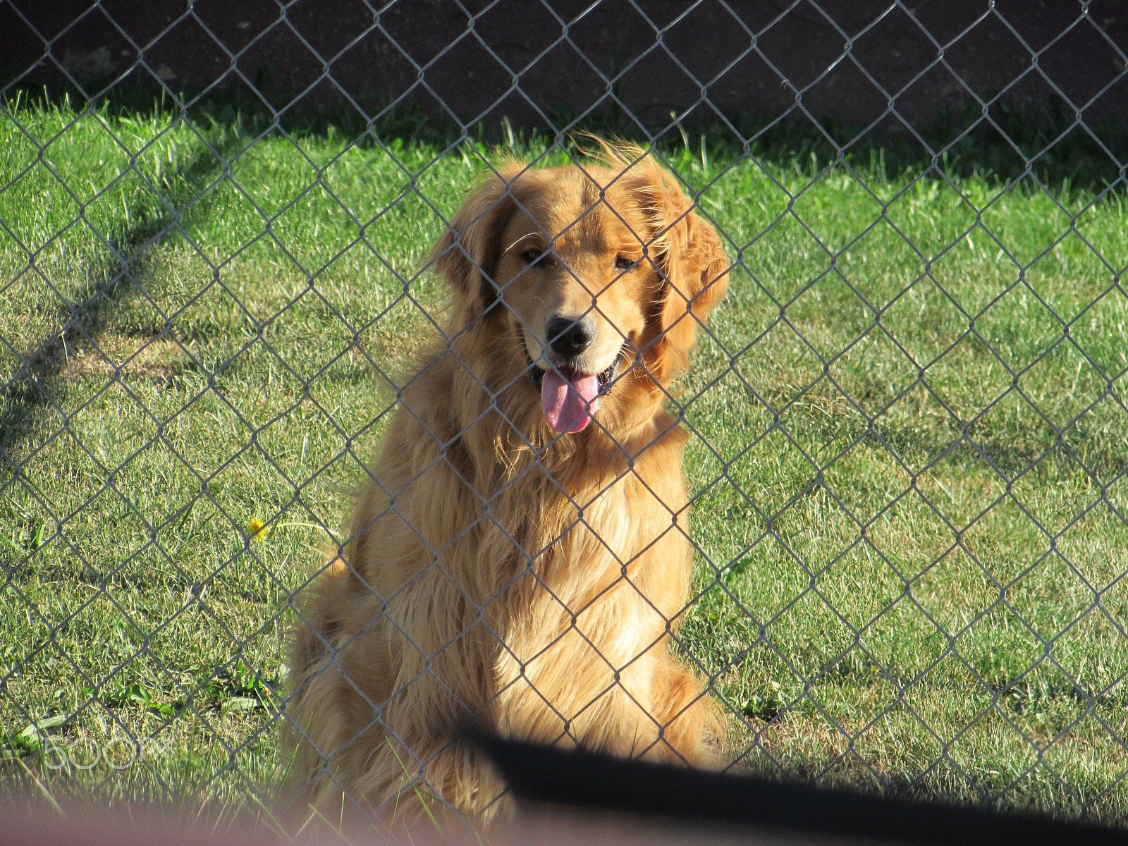 Canon PowerShot SX510 HS sample photo. Golden retriever photography