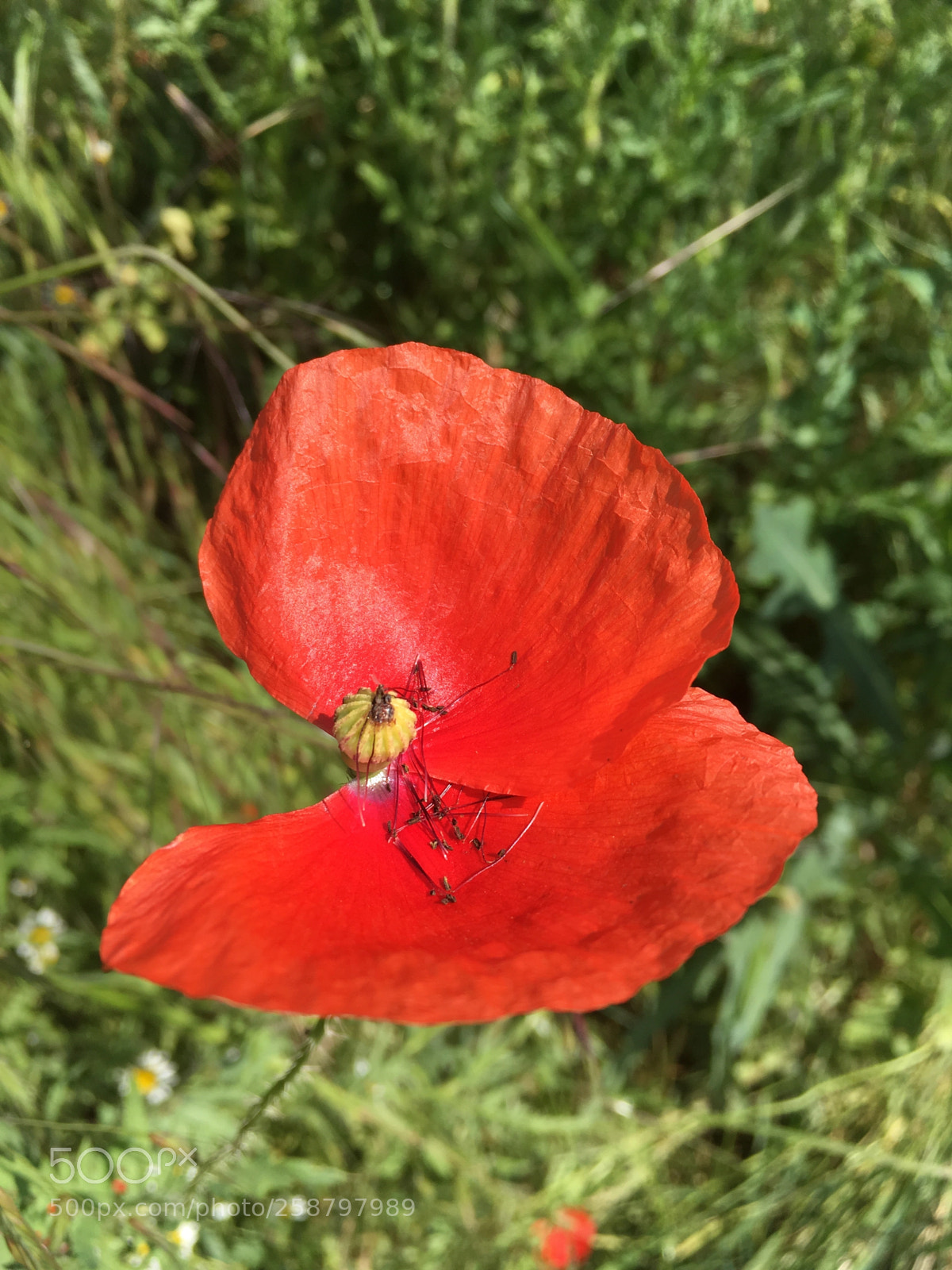 Apple iPhone SE sample photo. Untitled photography