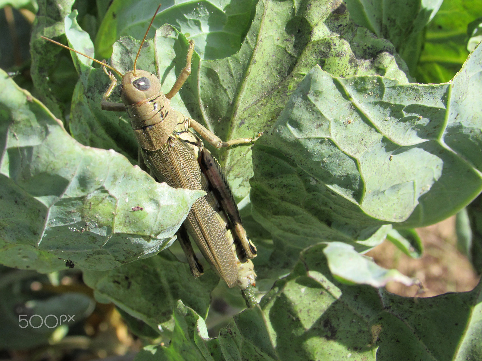 Canon PowerShot SX510 HS sample photo. Grasshopper in garden photography