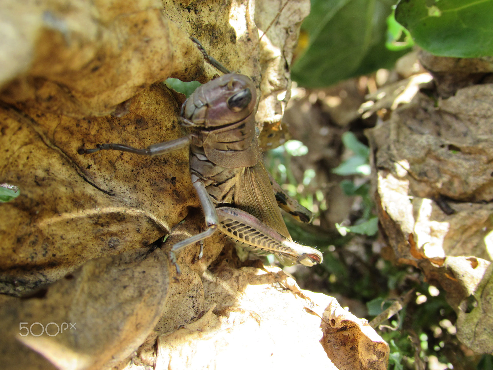 Canon PowerShot SX510 HS sample photo. Grasshopper camouflage photography