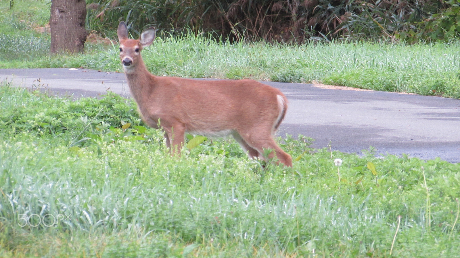 Canon PowerShot SX510 HS sample photo. Autumn deer photography