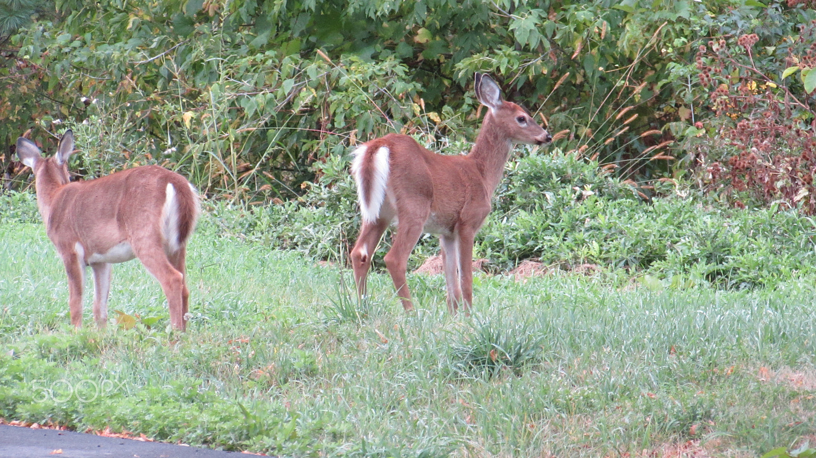 Canon PowerShot SX510 HS sample photo. Autumn deer photography