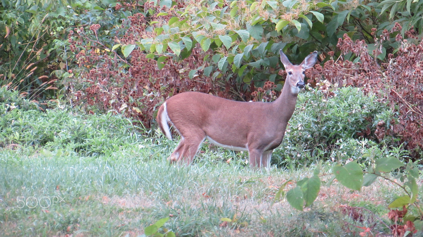 Canon PowerShot SX510 HS sample photo. Adult autumn deer photography
