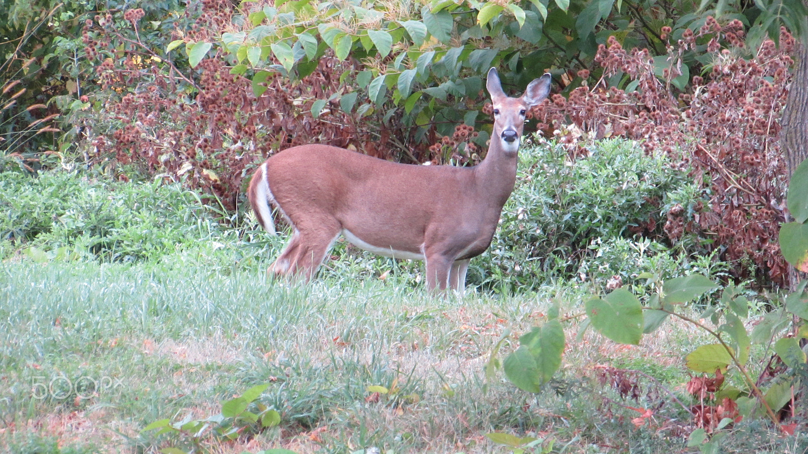 Canon PowerShot SX510 HS sample photo. Autumn deer photography