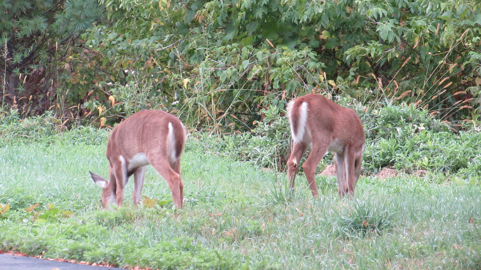 Canon PowerShot SX510 HS sample photo. Autumn deer photography