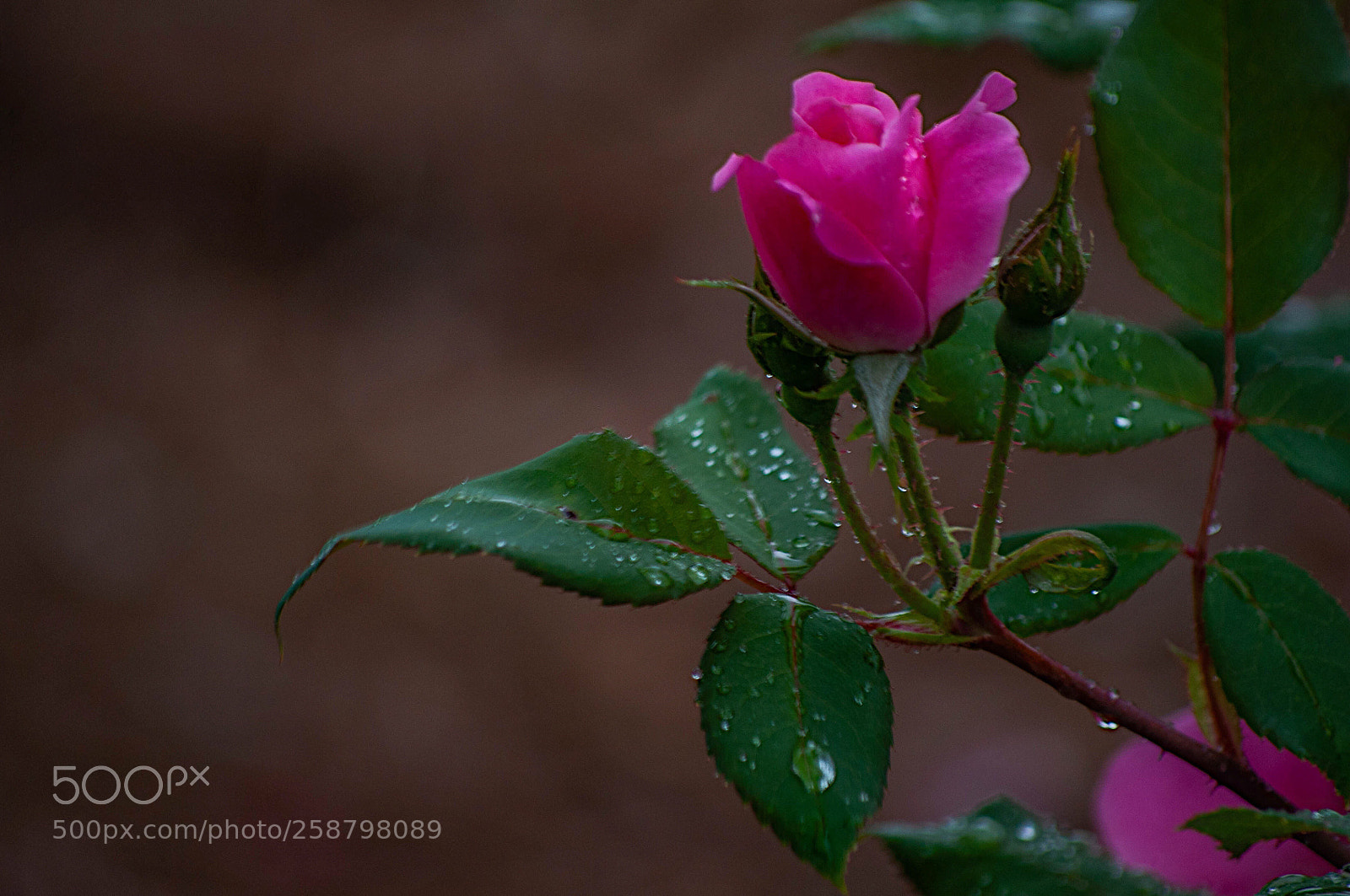Nikon D90 sample photo. Pink flower photography