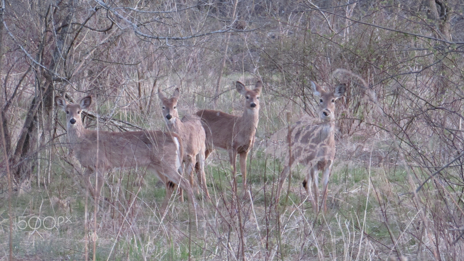 Canon PowerShot SX510 HS sample photo. Heard of deer photography