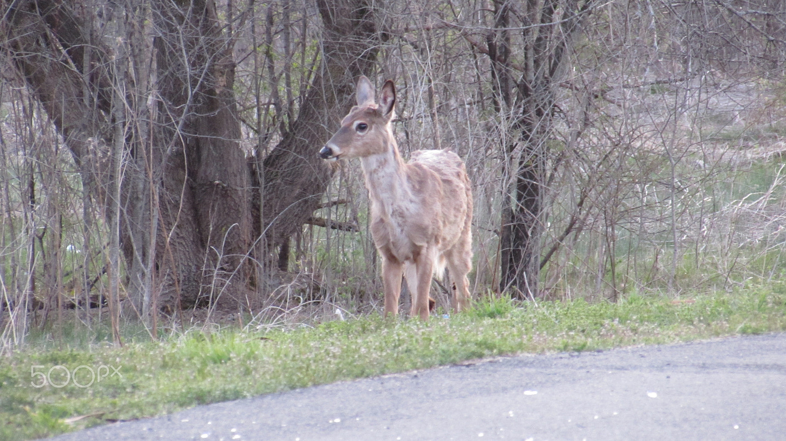 Canon PowerShot SX510 HS sample photo. Young shedding deer photography