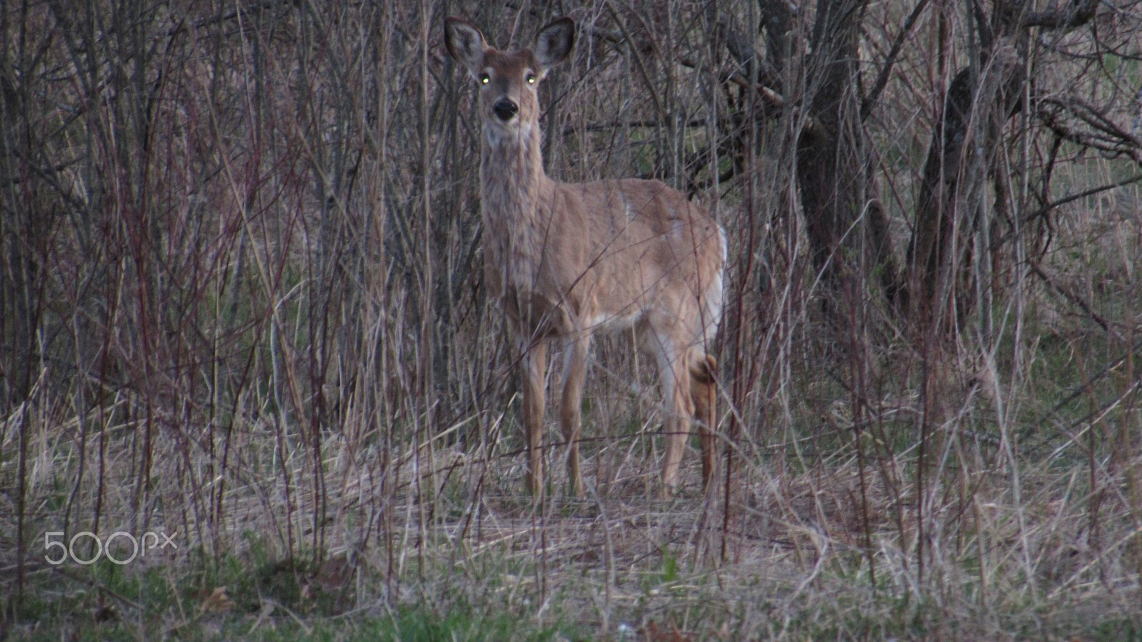 Canon PowerShot SX510 HS sample photo. Spring deer photography
