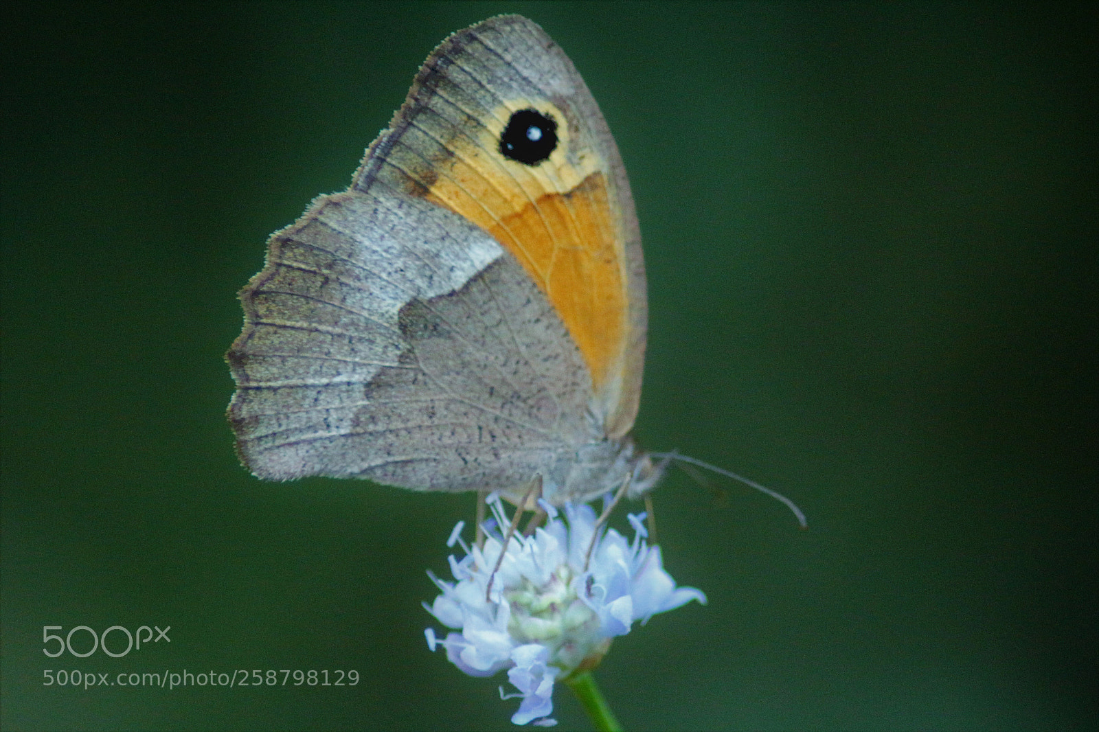 Canon EOS 700D (EOS Rebel T5i / EOS Kiss X7i) sample photo. On the flower photography