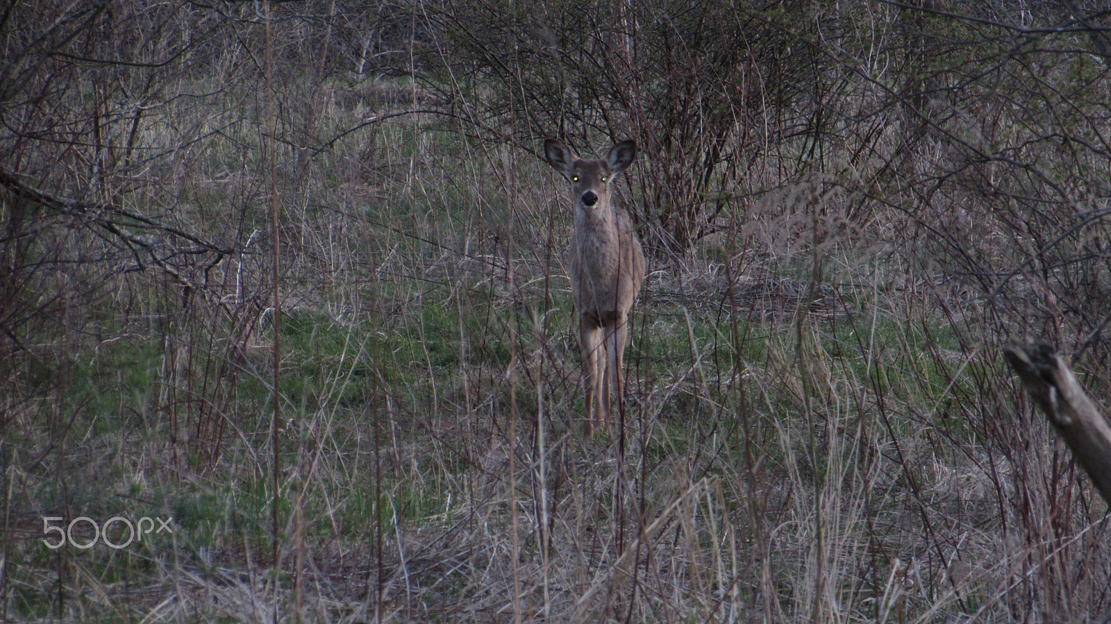 Canon PowerShot SX510 HS sample photo. Spring deer photography
