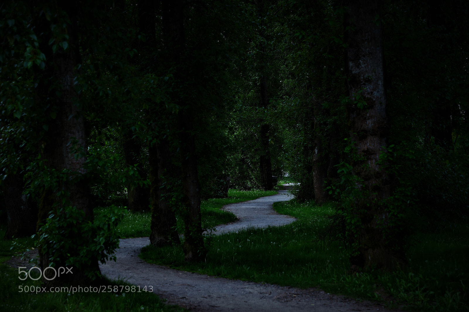 Canon EOS 6D Mark II sample photo. Path -- 林间小路 photography