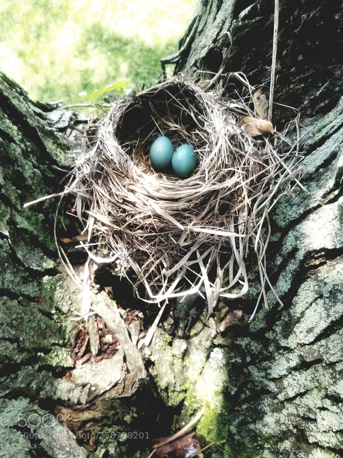 Samsung Galaxy S8 sample photo. Baby blue eggs photography