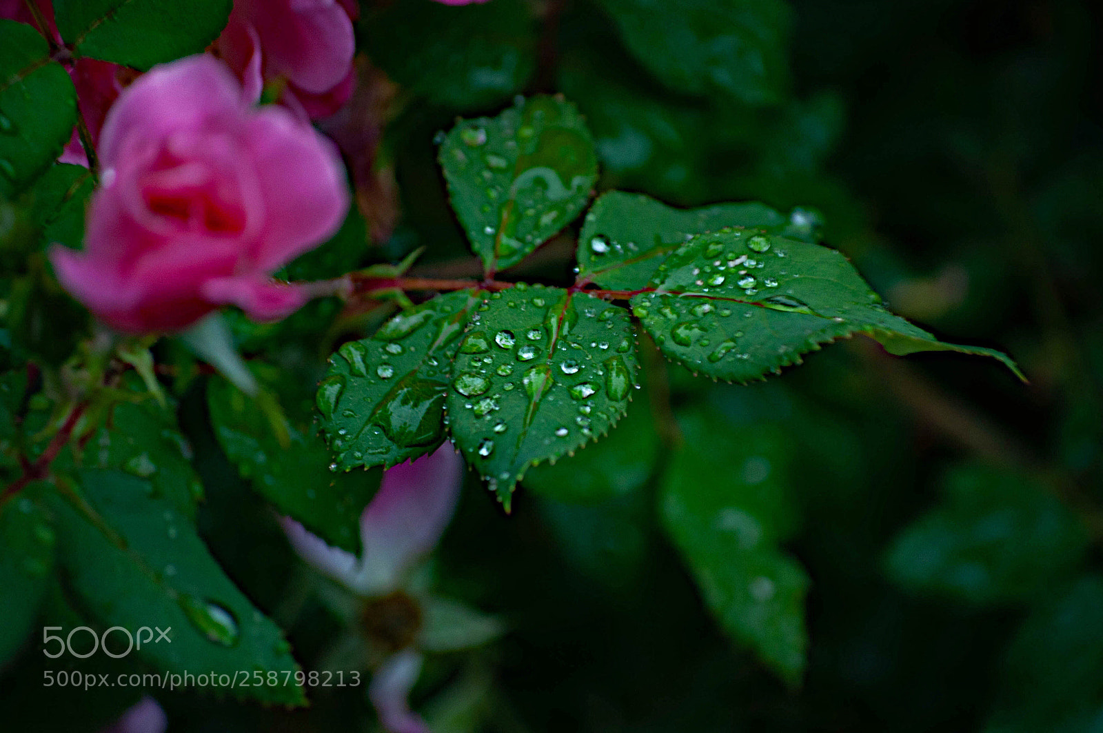 Nikon D90 sample photo. Raindrops on green leaf photography